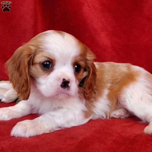 Mr Valentine, Cavalier King Charles Spaniel Puppy